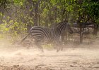 Zebra on the run, by Kristian